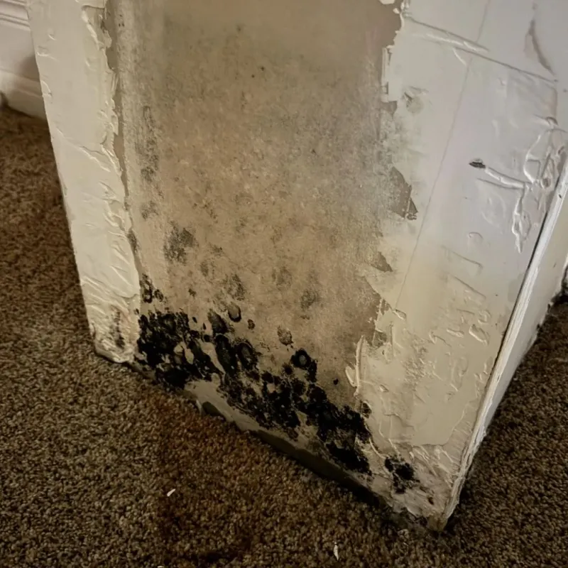 Professional Mold Removal in Versailles, OH
